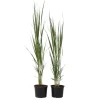 Jungfruhirs - Set om 2 - Panicum virgatum 'Northwind' - Höjd 40-60cm - ⌀23cm