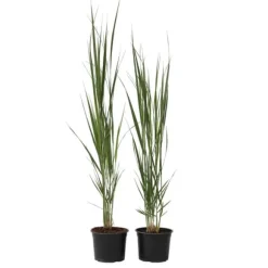 Jungfruhirs - Set om 2 - Panicum virgatum 'Northwind' - Höjd 40-60cm - ⌀23cm