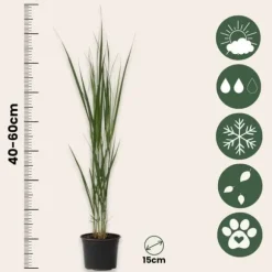 Jungfruhirs - Set om 2 - Panicum virgatum 'Northwind' - Höjd 40-60cm - ⌀23cm