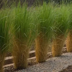 Jungfruhirs - Set om 2 - Panicum virgatum 'Northwind' - Höjd 40-60cm - ⌀23cm