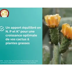 Kaktus- och saftiga växter gödsel - GULD BRUN - OBRECLCACTUS250 - 250 ml - Berikar växterna - Tillverkat i Frankrike