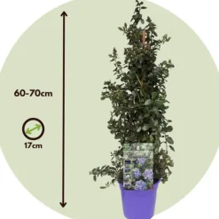 Kalifornisk lilak - Ceanothus thyrsiflorus Repens - Höjd 60-70cm - ⌀17cm