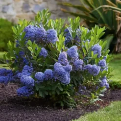 Kalifornisk lilak - Ceanothus thyrsiflorus Repens - Höjd 60-70cm - ⌀17cm