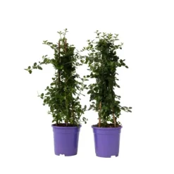 Kalifornisk lilak - Set om 2 - Ceanothus 'Repens' - Höjd 60-70cm - ⌀17cm
