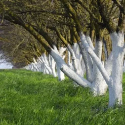 Kalk för att vittja träd och buskar Trädgårdsstart 2kg