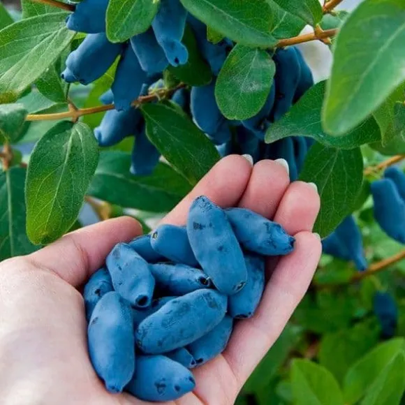 Kamchatka bärgödsel 1 kg AMPOL