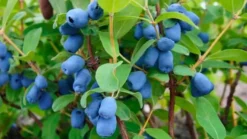 Kamchatka bärgödsel 1 kg AMPOL