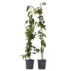 Kaprifol - Set om 2 - Lonicera henryi 'Copper Beauty' - Höjd 110-120cm - ⌀17cm