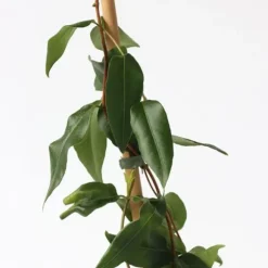 Kaprifol - Set om 2 - Lonicera henryi 'Copper Beauty' - Höjd 110-120cm - ⌀17cm