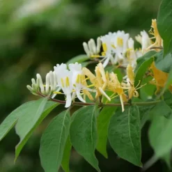 Kaprifol - Set om 2 - Lonicera henryi 'Copper Beauty' - Höjd 110-120cm - ⌀17cm