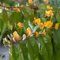 Kaprifol - Set om 2 - Lonicera henryi 'Copper Beauty' - Höjd 110-120cm - ⌀17cm