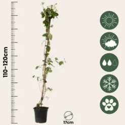 Kaprifol - Set om 2 - Lonicera x Heckrotti - Höjd 110-120cm - ⌀17cm