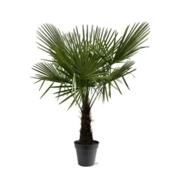 Kinesisk hampa palm Trachycarpus fortunei 30cm kruka 160-180cm hög