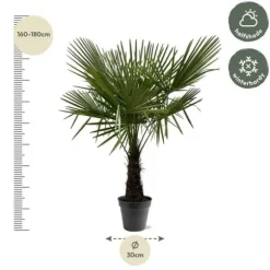 Kinesisk hampa palm Trachycarpus fortunei 30cm kruka 160-180cm hög