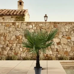 Kinesisk hampa palm Trachycarpus fortunei 30cm kruka 160-180cm hög