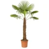 Kinesisk hampapalme Trachycarpus fortunei 40cm kruka 180-200cm hög