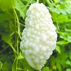 Kinesiska bittermelon vita pärlfrön för hemträdgård 10+ st