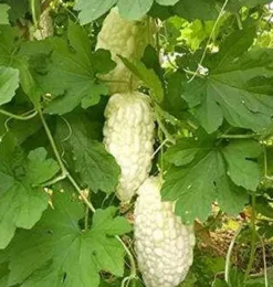 Kinesiska bittermelon vita pärlfrön för hemträdgård 10+ st
