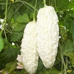 Kinesiska bittermelon vita pärlfrön för hemträdgård 10+ st