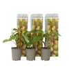Kiwi växt - Set om 3 - Actinidia deliciosa 'Jenny' - Höjd 20-40cm - ⌀9cm
