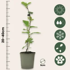 Kiwi växt - Set om 3 - Actinidia deliciosa 'Jenny' - Höjd 20-40cm - ⌀9cm