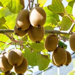 Kiwi växt - Set om 3 - Actinidia deliciosa 'Jenny' - Höjd 20-40cm - ⌀9cm