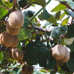 Kiwi växt - Set om 3 - Actinidia deliciosa 'Jenny' - Höjd 20-40cm - ⌀9cm