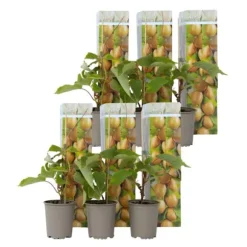 Kiwi växt - Set om 6 - Actinidia deliciosa 'Jenny' - Höjd 20-40cm - ⌀9cm