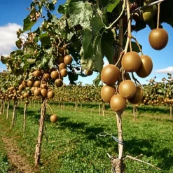 Kiwi växt - Set om 6 - Actinidia deliciosa 'Jenny' - Höjd 20-40cm - ⌀9cm