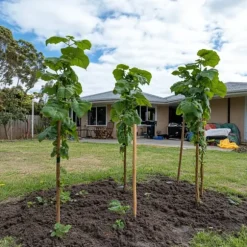 Kiwi växt - Set om 6 - Actinidia deliciosa 'Jenny' - Höjd 20-40cm - ⌀9cm