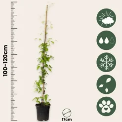 Klematis - 2 st - Clematis 'Hagley Hybrid' - Höjd 100-120cm - ⌀17cm