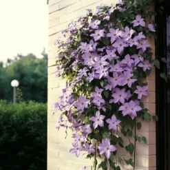 Klematis - 2 st - Clematis 'Hagley Hybrid' - Höjd 100-120cm - ⌀17cm