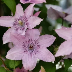 Klematis - 2 st - Clematis 'Hagley Hybrid' - Höjd 100-120cm - ⌀17cm