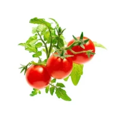 KLICKA OCH VÄX Refill - Minitomater