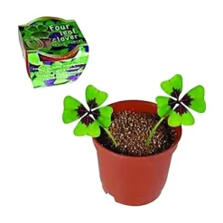 Klonträd med 4 blad att plantera med 2 lökar i kruka