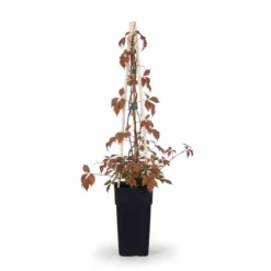 Klätterväxt Parthenocissus 'Veitch Boskoop' 65cm Ø15cm P15