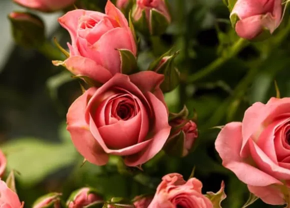 KRISTALLGÖDNING FÖR ROSOR FORTEFOSKA CRYSTAL 250G MYCKET EFFEKTIV