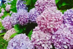 KRISTALLGÖDNINGSMEDEL FÖR HYDRANSE FORTEFOSKA CRYSTAL 250G MYCKET EFFEKTIVT