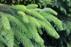 KRISTALLIN GÖDNINGSMEDEL FÖR BARRTRÄD FORTEFOSKA CRYSTAL 250G MYCKET EFFEKTIVT