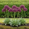 Kärna av exotism blomsterlök - Prydgarlök Allium Miami (15 stycken) diameter 10-11cm