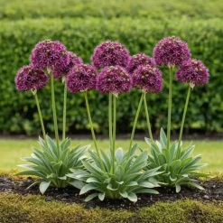 Kärna av exotism blomsterlök - Prydgarlök Allium Miami (15 stycken) diameter 10-11cm