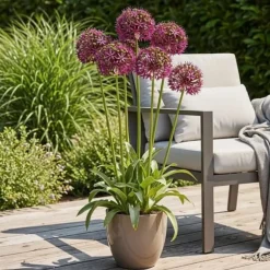 Kärna av exotism blomsterlök - Prydgarlök Allium Miami (15 stycken) diameter 10-11cm