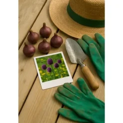 Kärna av exotism blomsterlök - Prydgarlök Allium Miami (15 stycken) diameter 10-11cm