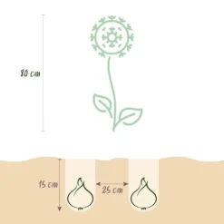 Kärna av exotism blomsterlök - Prydgarlök Allium Miami (15 stycken) diameter 10-11cm