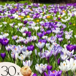 Krokuslökor - Set om 30 - Crocus 'Large Flowering Mix' - Blomlökar - Flerfärgad
