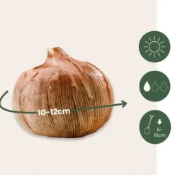 Krokuslökor - Set om 30 - Crocus 'Large Flowering Mix' - Blomlökar - Flerfärgad