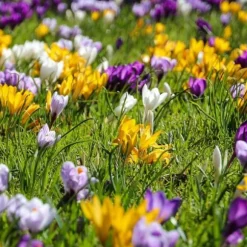 Krokuslökor - Set om 30 - Crocus 'Large Flowering Mix' - Blomlökar - Flerfärgad