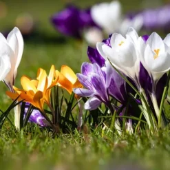 Krokuslökor - Set om 30 - Crocus 'Large Flowering Mix' - Blomlökar - Flerfärgad