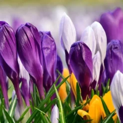 Krokuslökor - Set om 30 - Crocus 'Large Flowering Mix' - Blomlökar - Flerfärgad