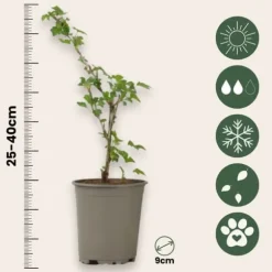 Krusbär - Set om 3 - Ribes uva- crispa - Höjd 25-40cm - ⌀9cm